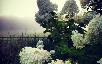 Freedom and Conscience